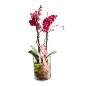Orchid in Glass (60 cm)